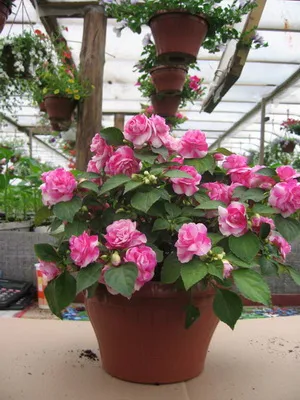 Impatiens стая сортове фото и балсам грижа у дома