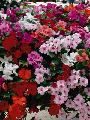 Impatiens стая сортове фото и балсам грижа у дома