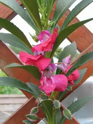 Impatiens стая сортове фото и балсам грижа у дома