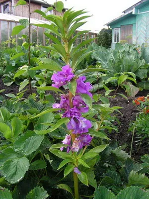 Impatiens стая сортове фото и балсам грижа у дома