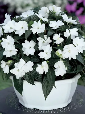 Impatiens стая сортове фото и балсам грижа у дома