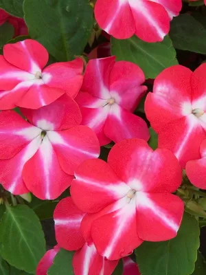 Impatiens стая сортове фото и балсам грижа у дома