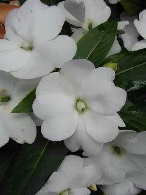 Impatiens стая сортове фото и балсам грижа у дома