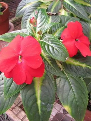Impatiens стая сортове фото и балсам грижа у дома