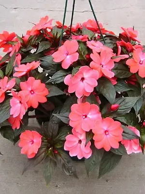 Impatiens стая сортове фото и балсам грижа у дома