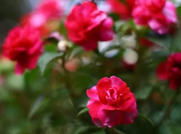 Impatiens - стая и градина, разновидности на балсам, снимки, любимите цветя