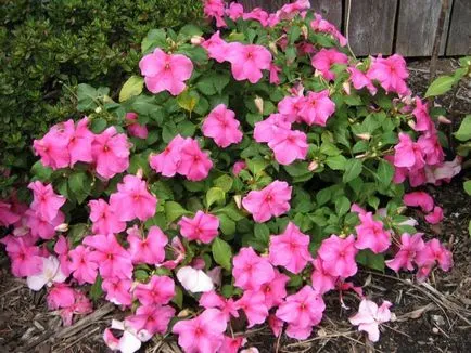 Impatiens - цвете стая родината, описание, снимка