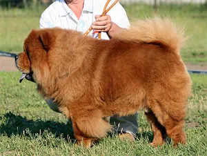 Chow Chow - minden, ami a fajta, fajta története, a kezelés, élelmiszer, kölyök ebéd