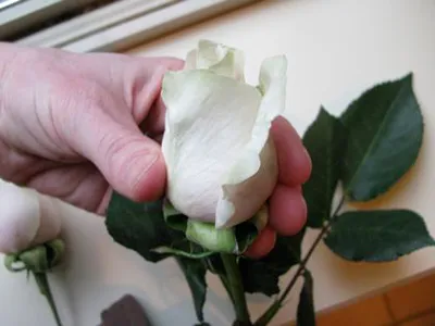 Boutonniere a kezüket rostanyagok és a gyűjtemény inspirációt