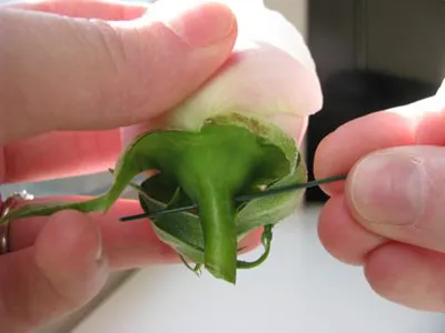 Boutonniere a kezüket rostanyagok és a gyűjtemény inspirációt
