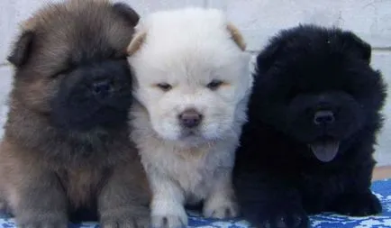 Chow Chow jellegének leírása és a fajta jellemzői