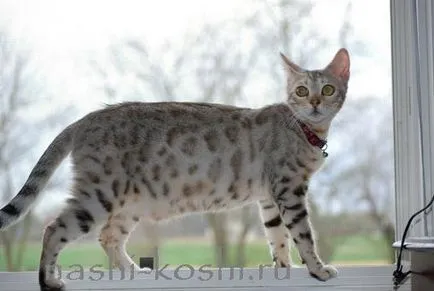 Бенгалия котка (Бенгал) - снимки, котенца, цена, купувам, всичко за котки