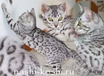 Бенгалия котка (Бенгал) - снимки, котенца, цена, купувам, всичко за котки