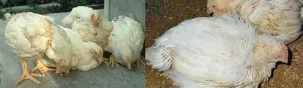 Болести на бройлери, симптоми и лечение