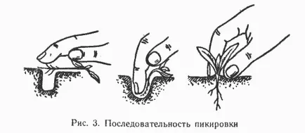 Благоприятни дни за бране на домати през април 2017 г.