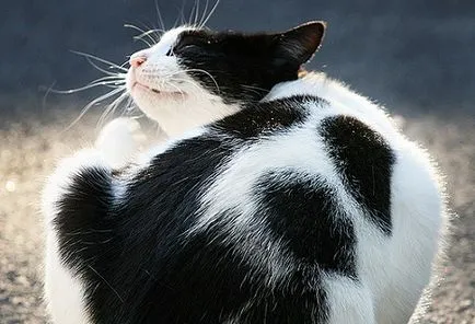 Бълхите при котките