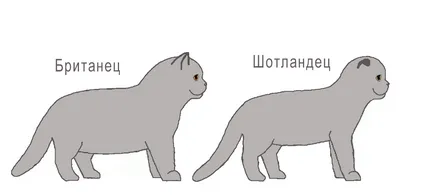 Британският клепоух котка