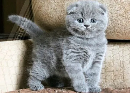 Британският пъти котка