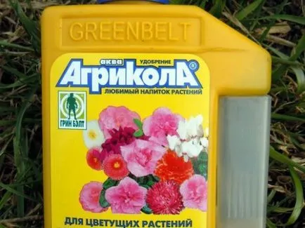 Brugmansia грижи у дома, нюансите на нарастващата фото и видео (Brugmansia) грижа Brugmansia у дома, нюансите на нарастващата фото и видео