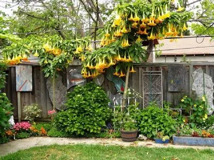 Brugmansia снимка и вид, отглеждане и грижи в къщи