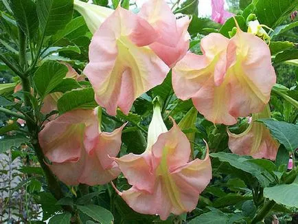 Brugmansia снимка и вид, отглеждане и грижи в къщи