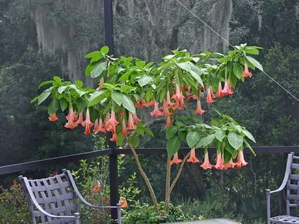 Brugmansia снимка и вид, отглеждане и грижи в къщи