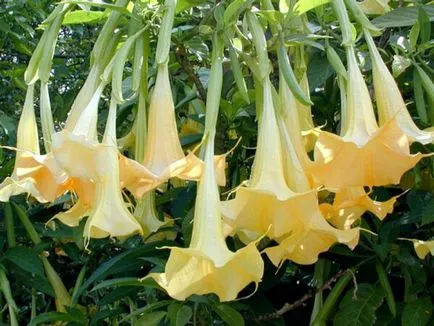 Brugmansia снимка и вид, отглеждане и грижи в къщи