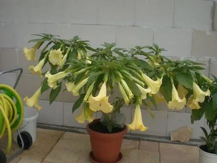 Brugmansia снимка и вид, отглеждане и грижи в къщи
