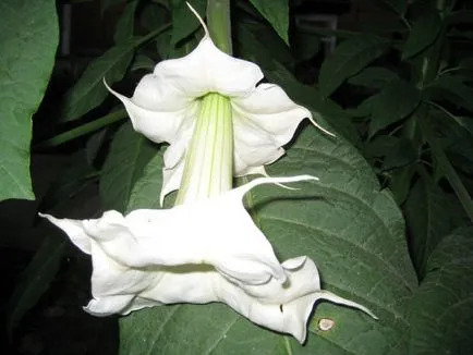 Brugmansia снимка и вид, отглеждане и грижи в къщи
