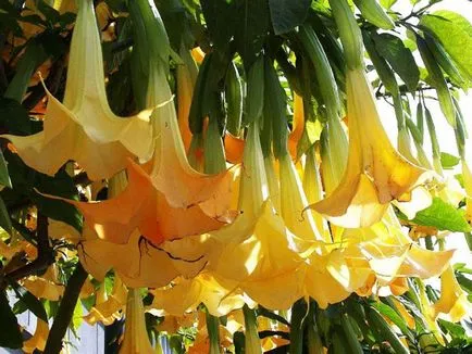 Brugmansia снимка и вид, отглеждане и грижи в къщи