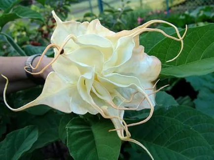 Brugmansia снимка и вид, отглеждане и грижи в къщи