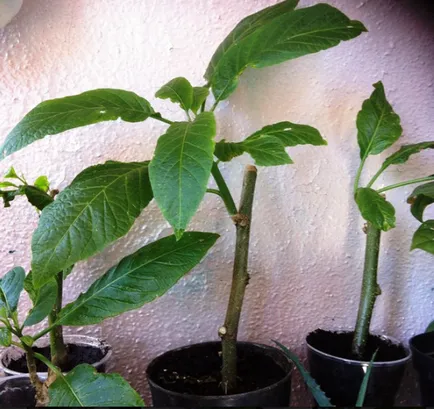 Brugmansia засаждане, отглеждане, грижа, снимка, изберете целева