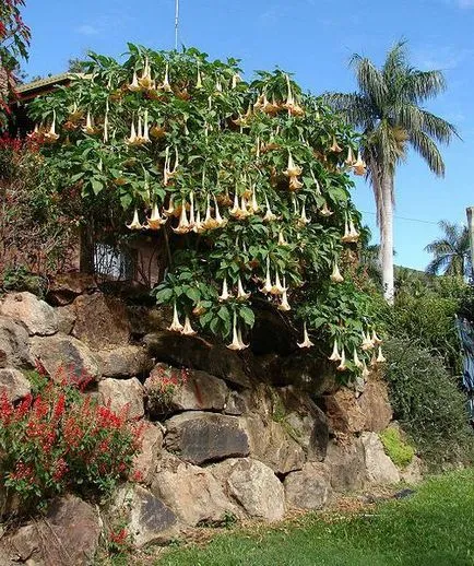 Brugmansia грижи и размножаване