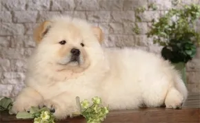 Chow Chow - всичко за породата, история порода, лечение, храна, кученце мешана