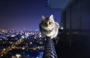 Какво се страхуват от домашни котки със света на низ, а аз имам един блог