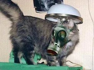 Какво се страхуват от домашни котки със света на низ, а аз имам един блог