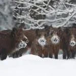 Какво яде дива свиня (55 снимки) развъждане на диви, всеяден животно в природата, свине обичат да ядат жълъди