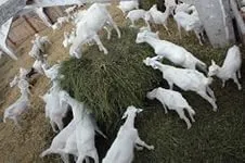 Какво да се хранят козите, трева, фураж, стръв