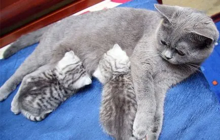 Какво да се хранят коте и избор на тип храна за възрастни котки