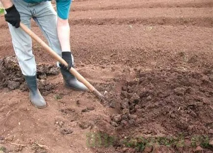 пролетта почвата на дръжка от вредители и болести (почва) Процесът на почвата през пролетта от вредители и болести