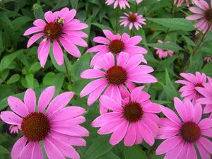 Колко полезна ехинацеята своите лечебни свойства и противопоказания (Echinacea) Колко полезна ехинацеята своите лечебни свойства и противопоказания