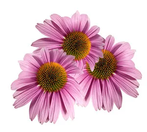 Колко полезна ехинацеята своите лечебни свойства и противопоказания (Echinacea) Колко полезна ехинацеята своите лечебни свойства и противопоказания