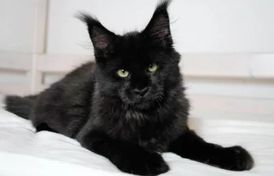 Черно породи котки
