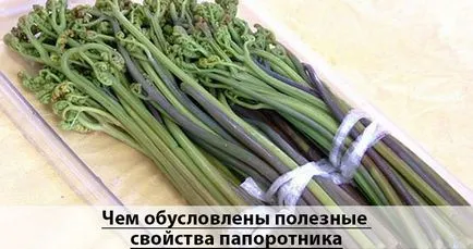 Какво е полезно за тялото ни папрат (мъже, жени използват) Какво е полезно за тялото ни папрат