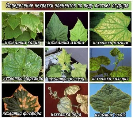 Краставиците по изхранването на открито място, когато листата пожълтяват, а в други случаи