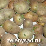 Какво става, ако картофите са цъфнали