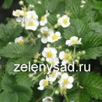 Какво става, ако картофите са цъфнали