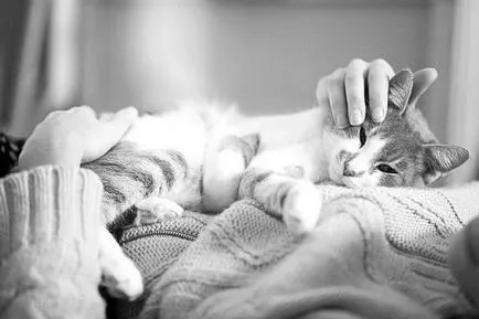 Котки мислят за нас около котката (котки) Котки мислят за нас около котката