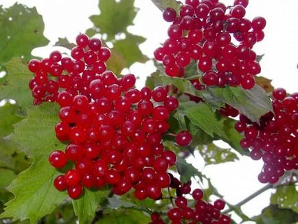 Какво да завод покрай оградата