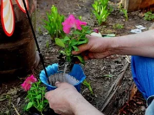 A petúnia megtermékenyítő A petúnia megtermékenyítő